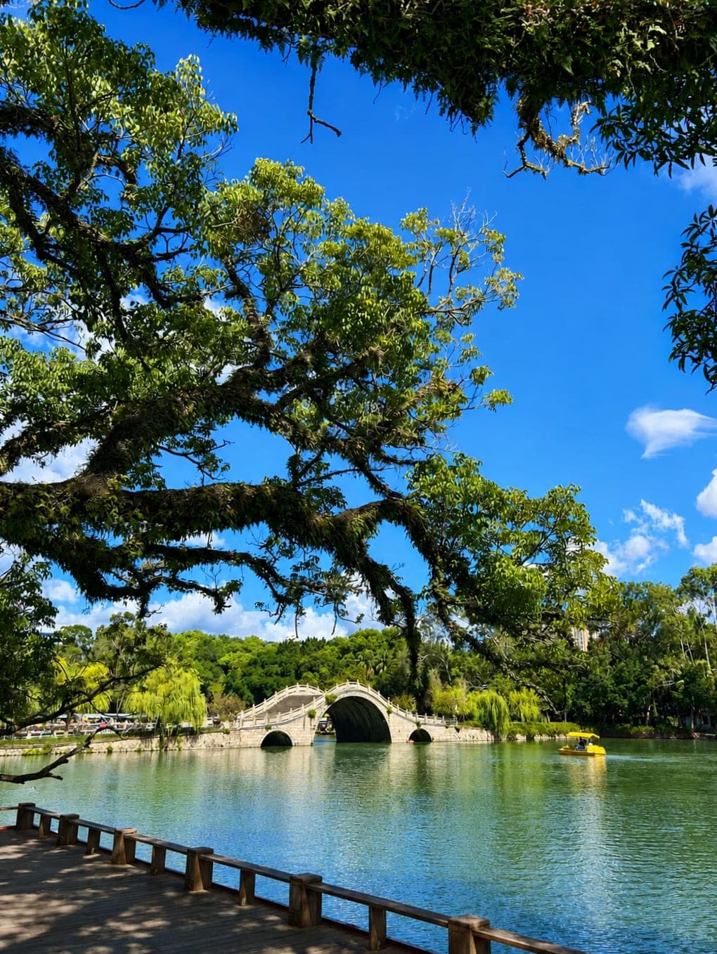 A century-old banyan branch frames a stone arch bridge on West Lake Park, Fuzhou