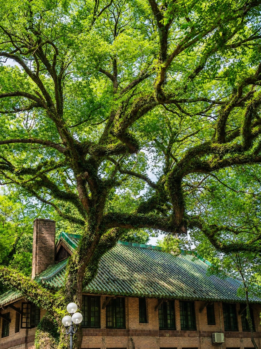 A red-brick collegiate hall with a green-glazed Chinese-revival roof under a century-old banyan canopy, South Campus of Sun Yat-sen University, Guangzhou