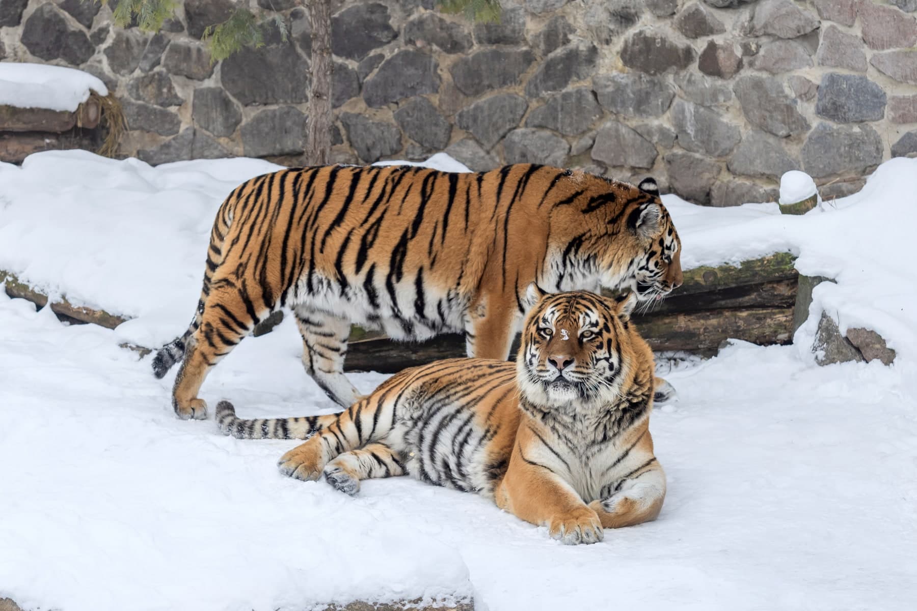 Three Siberian tigers facing off on the snow at the Heilongjiang Siberian Tiger Park breeding centre on the outskirts of Harbin