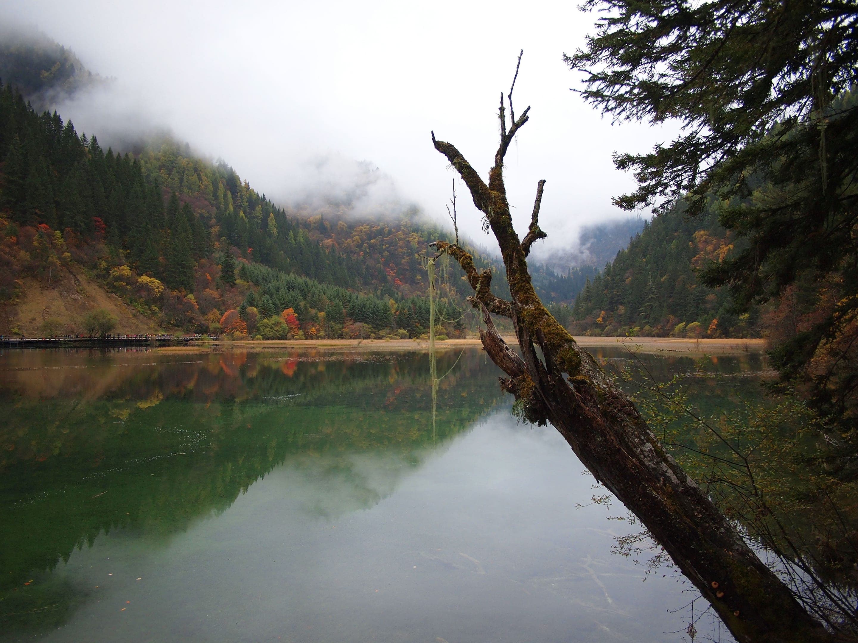箭竹海 - Arrow Bamboo Lake - 2011.10 - panoramio.jpg