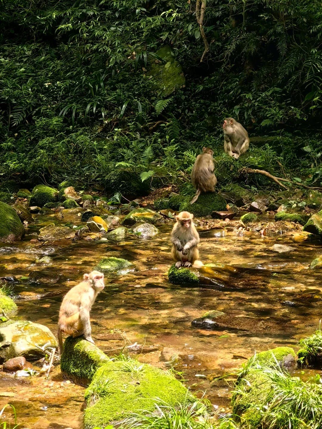 Macaques resting on the mossy boulders of Golden Whip Stream, shallow clear water threading between the stones