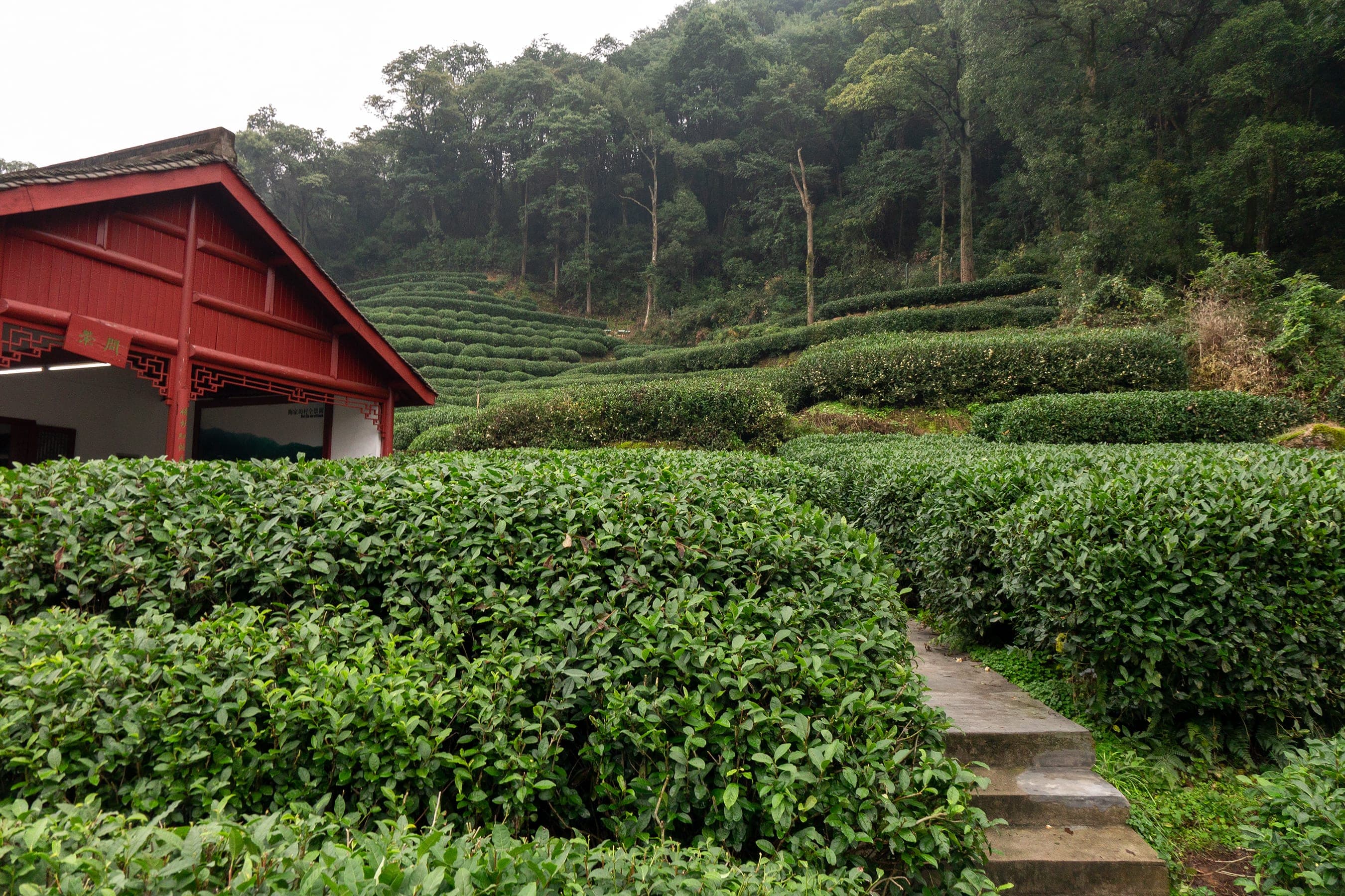 Longjing tea field at Dragon Well Tea Plantation, Meijiawu, Hangzhou