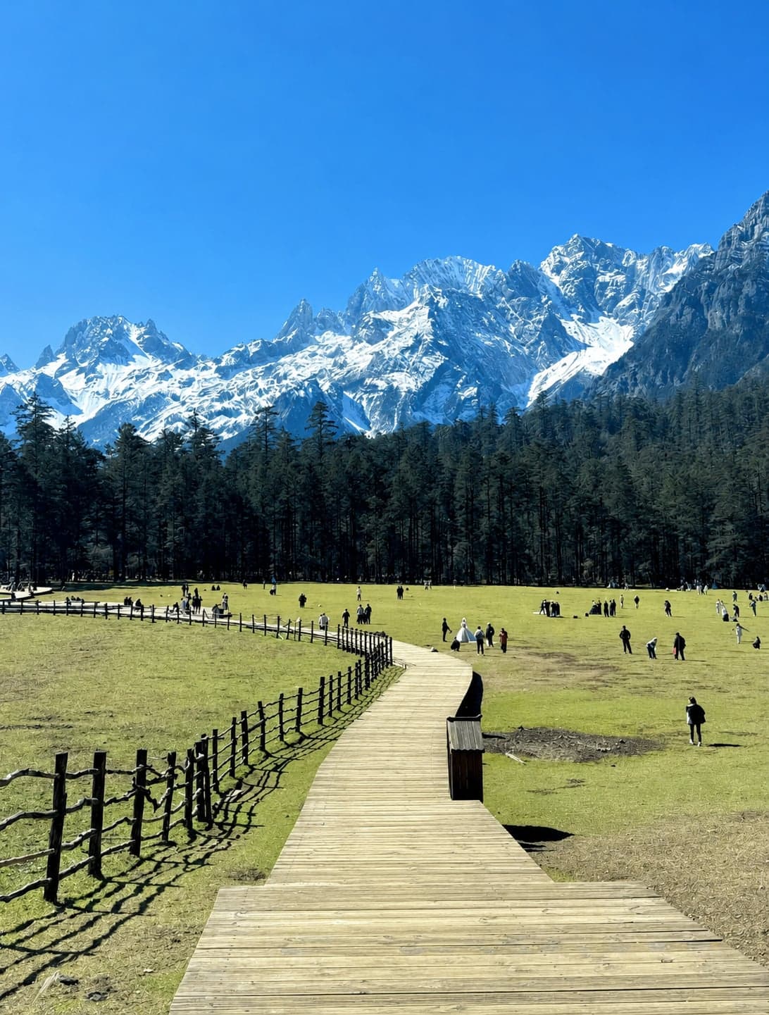 玉龙雪山坡上的云杉坪,纳西人心中的圣地,雪线之下的高山草甸